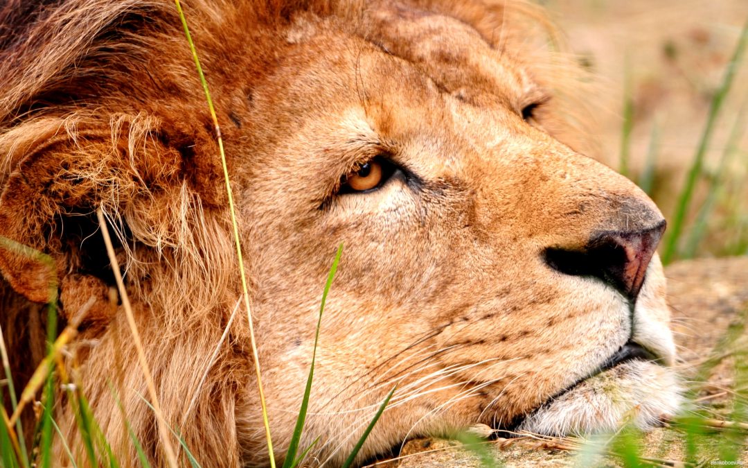 Top 93+ imagen imagenes de leones tristes